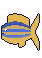 Ikan Bidadari